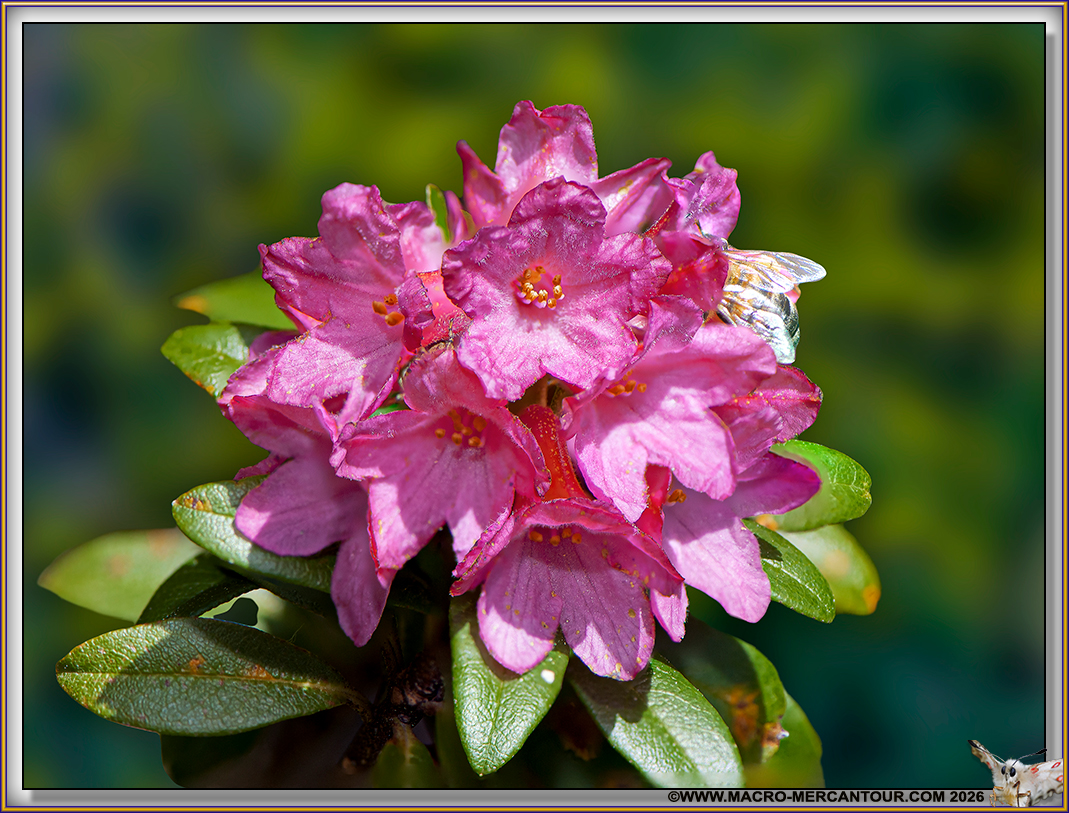 Rhodendrons